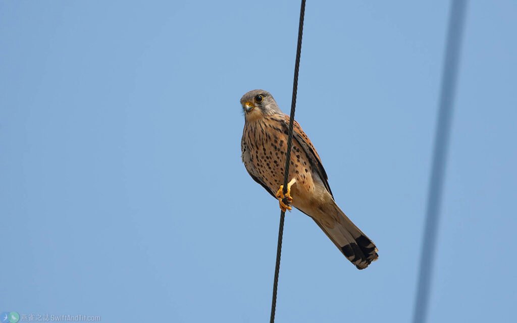 紅隼 Eurasian Kestrel