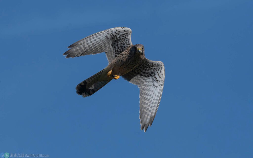 紅隼 Eurasian Kestrel