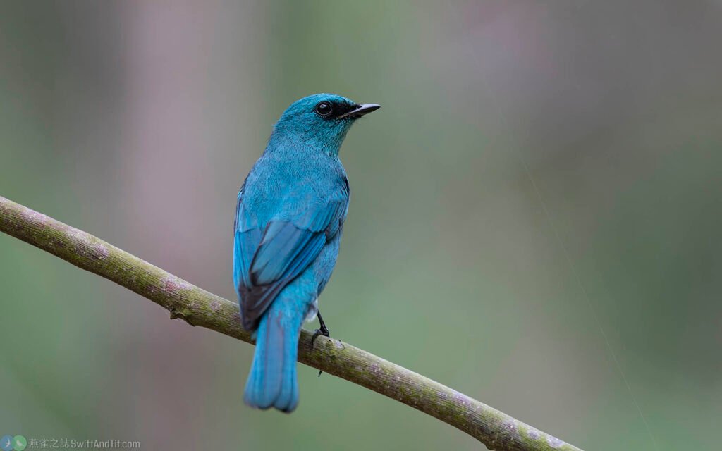 銅藍鶲 verditer flycatcher (male)