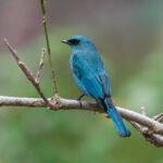 銅藍鶲 verditer flycatcher (male)