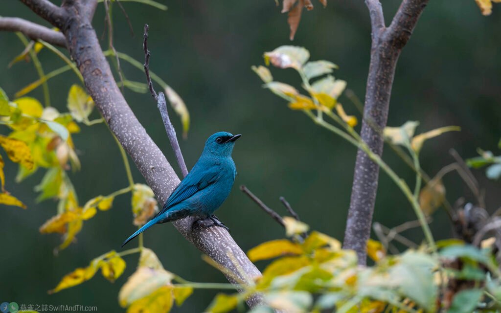 銅藍鶲 verditer flycatcher (male)