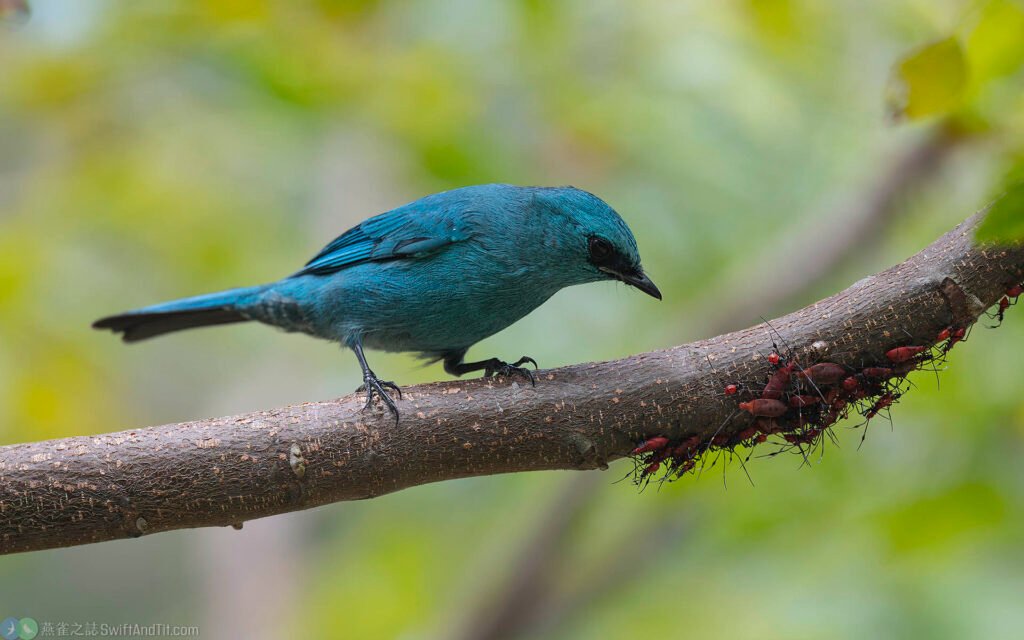 銅藍鶲 verditer flycatcher (male)