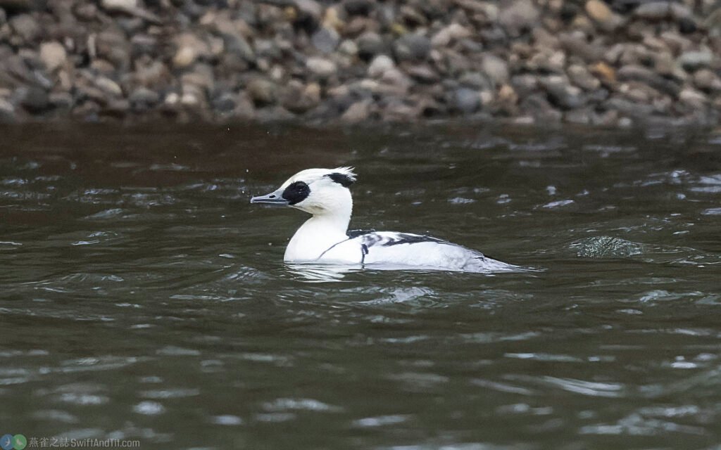 白秋沙 Smew 雄鳥