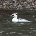 白秋沙 Smew 雄鳥