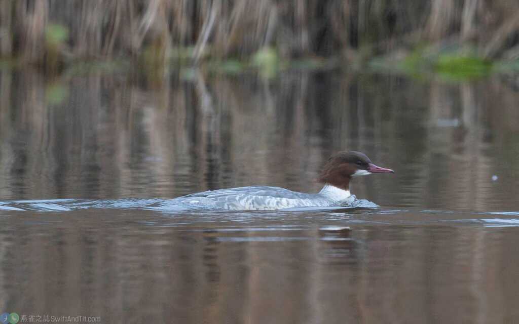 川秋沙 Common Merganser 雌成鳥