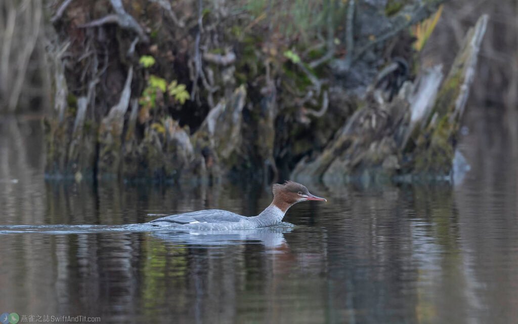川秋沙 Common Merganser 幼鳥