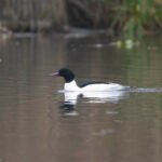 川秋沙 Common Merganser 雄成鳥