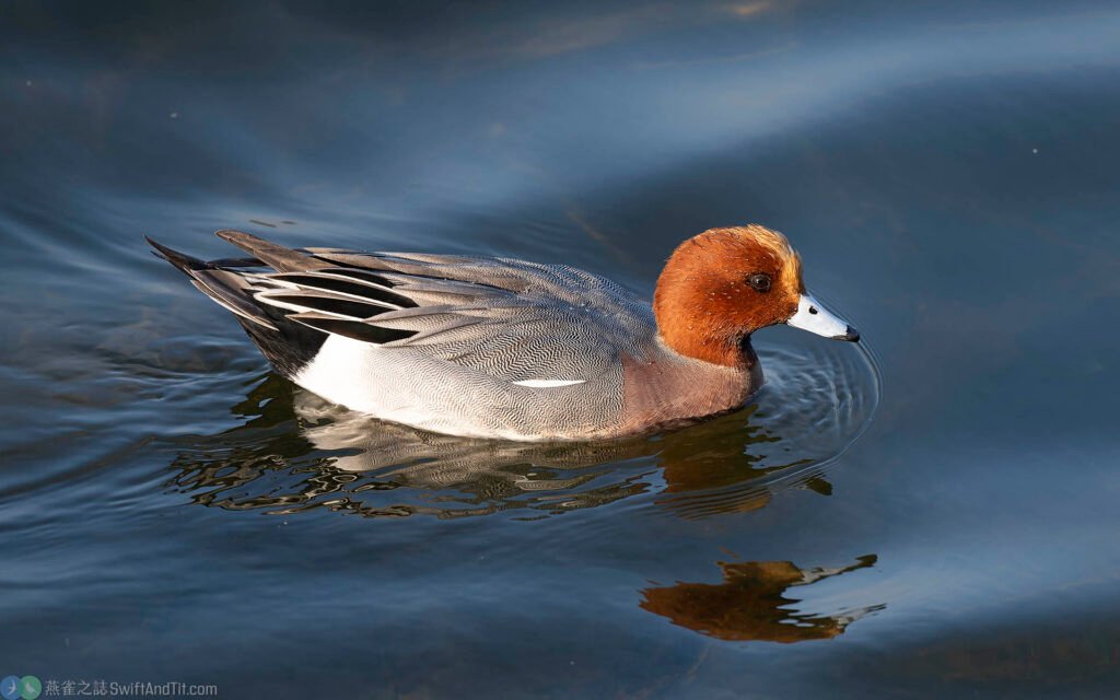 赤頸鴨 Eurasian Wigeon 雄鳥