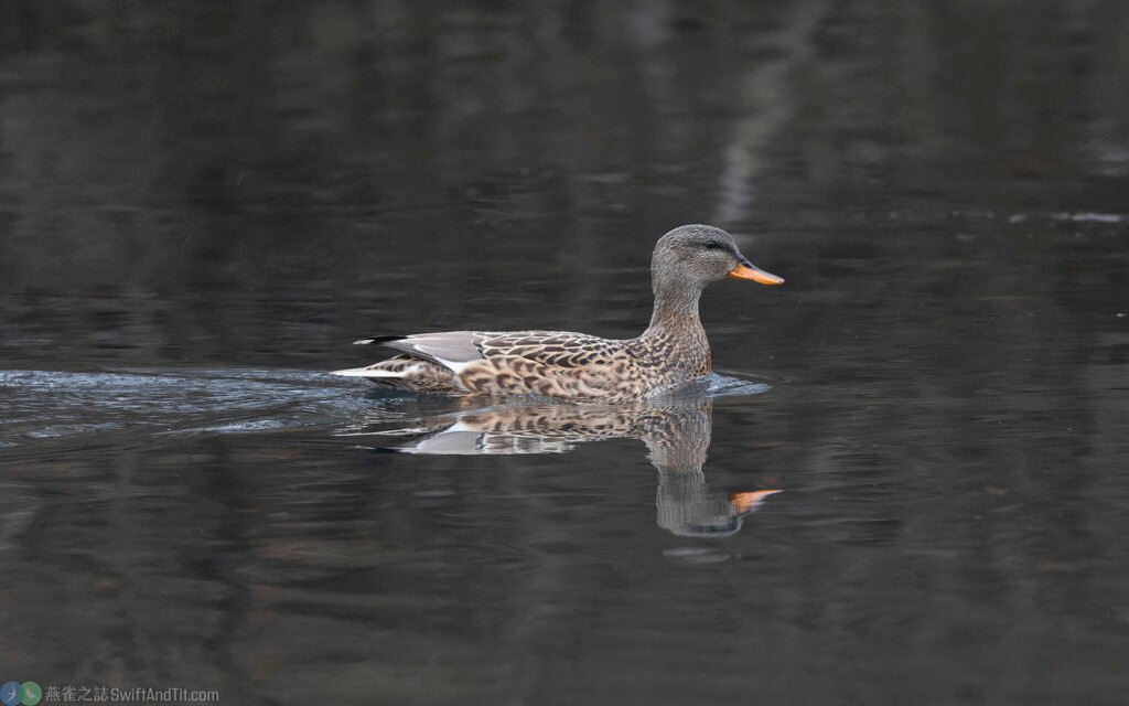 赤膀鴨 gadwall 雌鳥