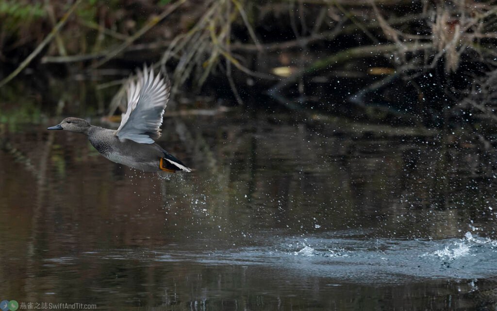 赤膀鴨 gadwall 雄鳥