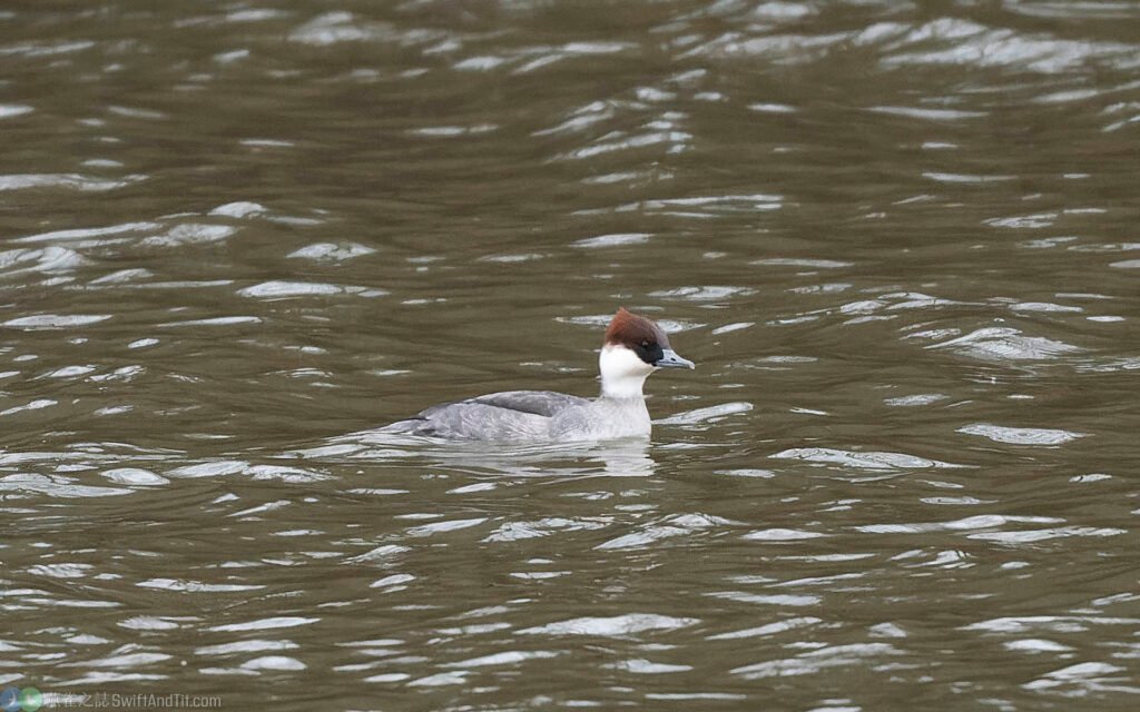 白秋沙 Smew 雌鳥