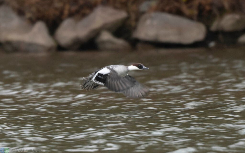 白秋沙 Smew 雌鳥
