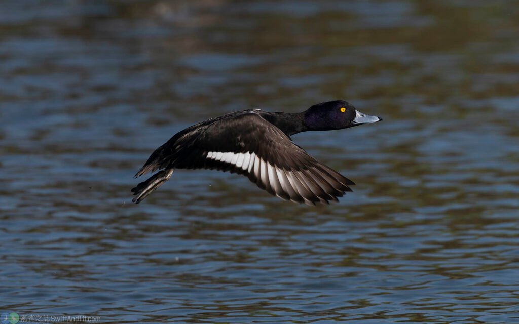 鳳頭潛鴨 Tufted Duck