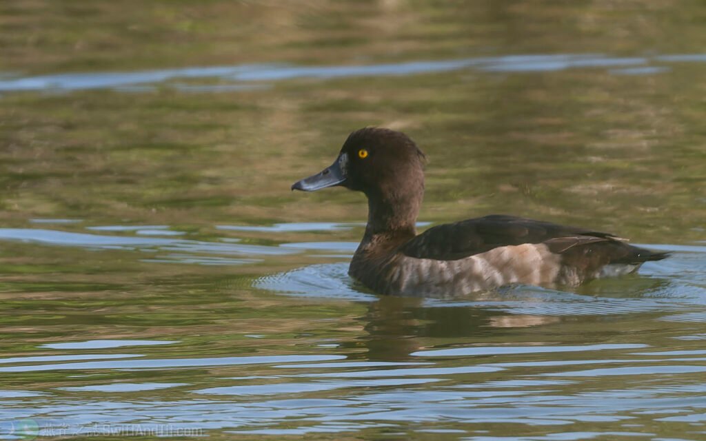 鳳頭潛鴨 Tufted Duck