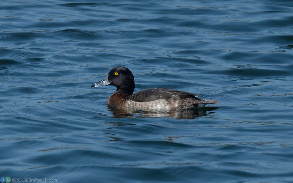 鳳頭潛鴨 Tufted Duck