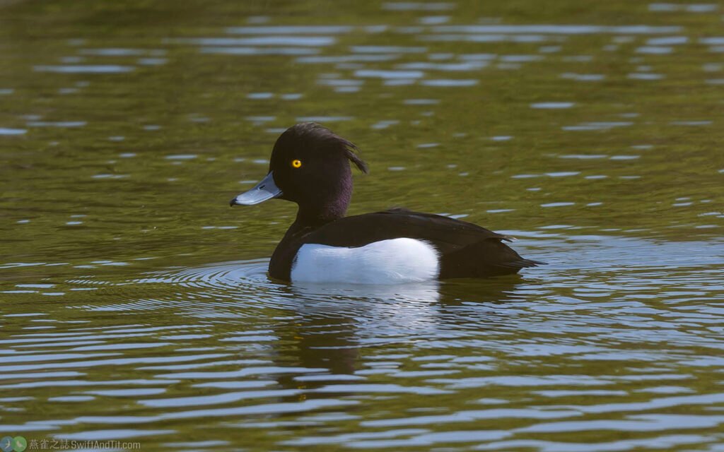 鳳頭潛鴨 Tufted Duck