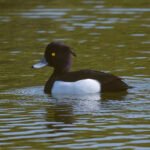 鳳頭潛鴨 Tufted Duck