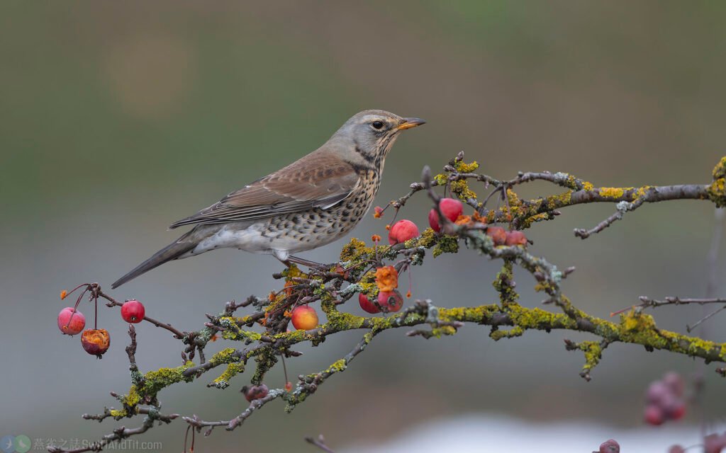 田鶇 Fieldfare