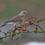 田鶇 Fieldfare