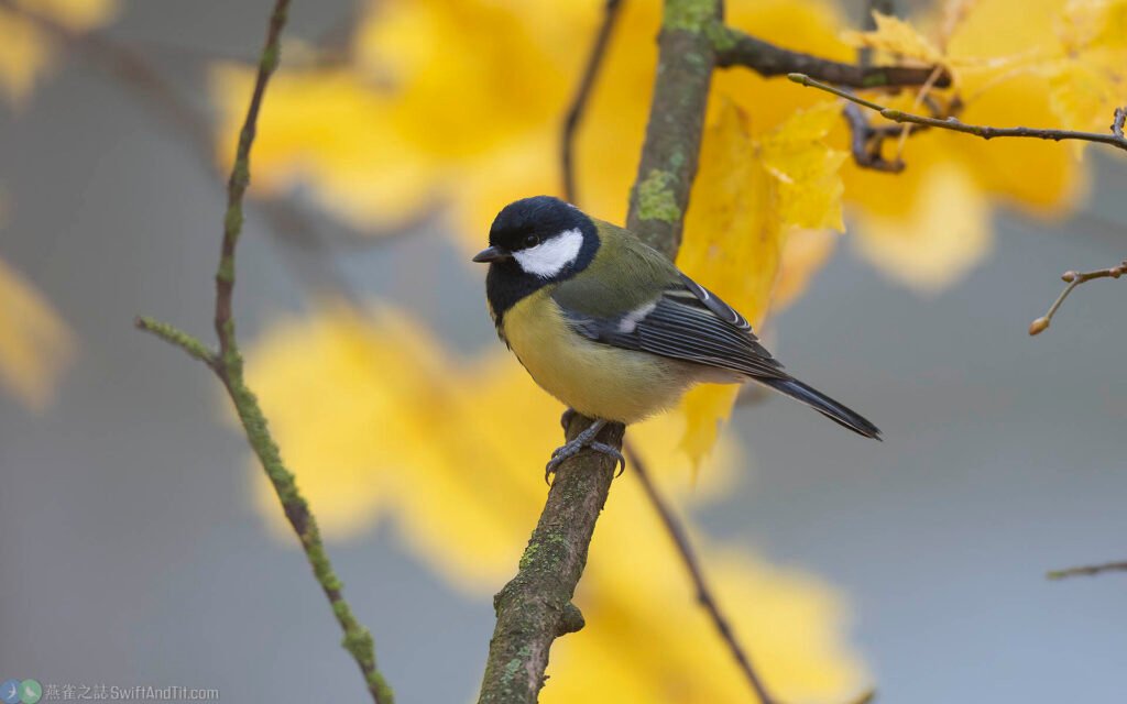 大山雀 Great Tit