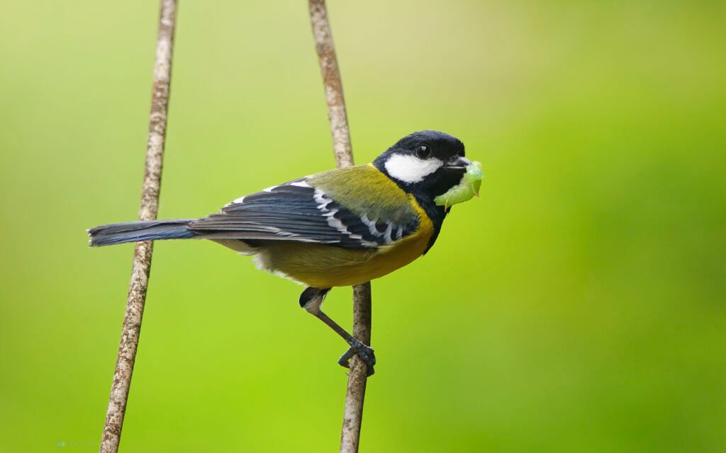 青背山雀 Green-backed Tit
