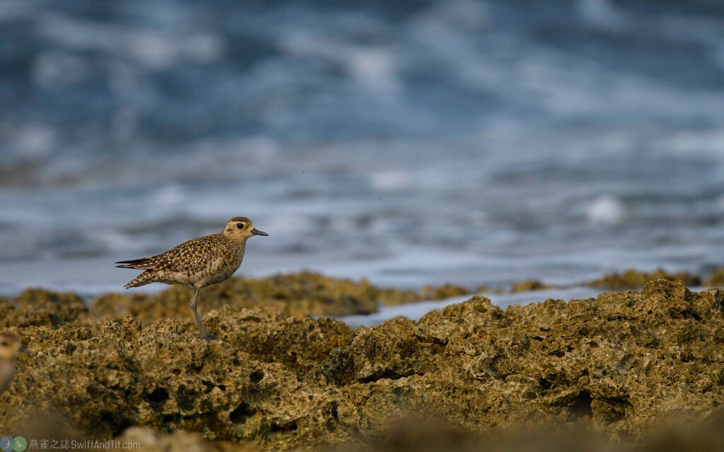 太平洋金斑鴴 Pacific Golden Plover