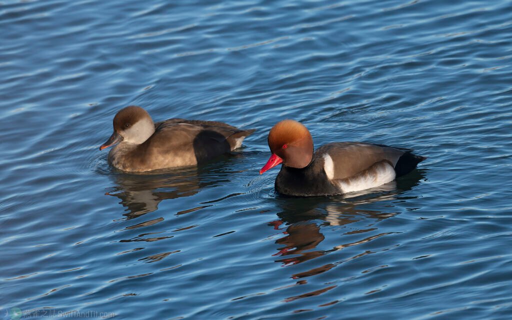 赤嘴潛鴨 Red-crested Pochard