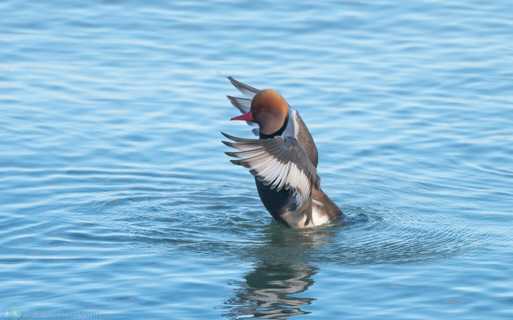 赤嘴潛鴨 Red-crested Pochard
