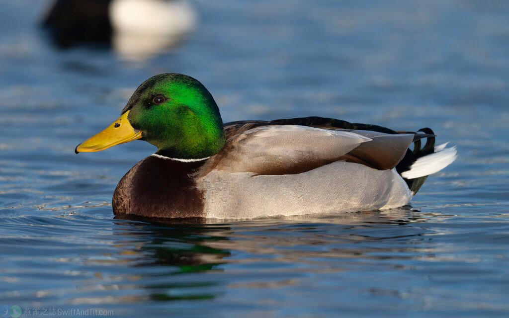 綠頭鴨 Mallard 雄鳥