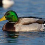 綠頭鴨 Mallard 雄鳥