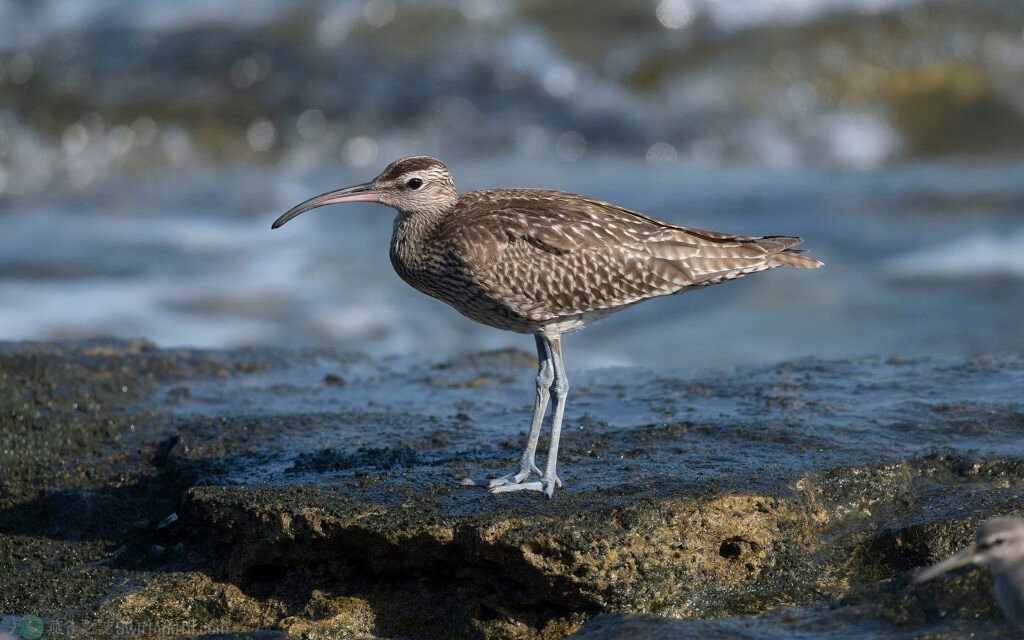 中杓鷸 whimbrel