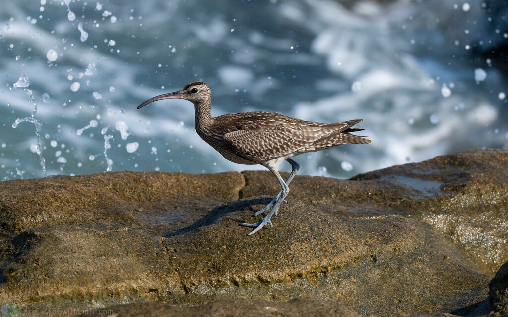 中杓鷸 whimbrel