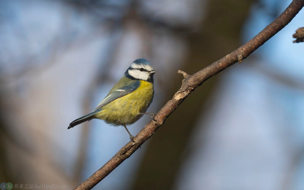 歐亞藍山雀 Eurasian Blue Tit