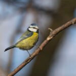 歐亞藍山雀 Eurasian Blue Tit