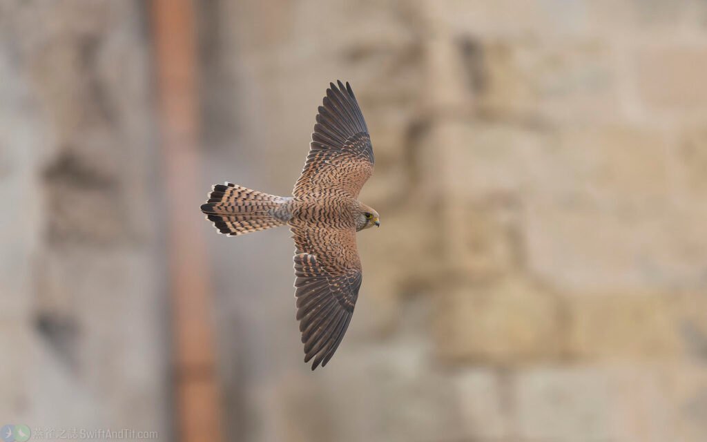 黃爪隼 Lesser Kestrel 雌鳥 Female