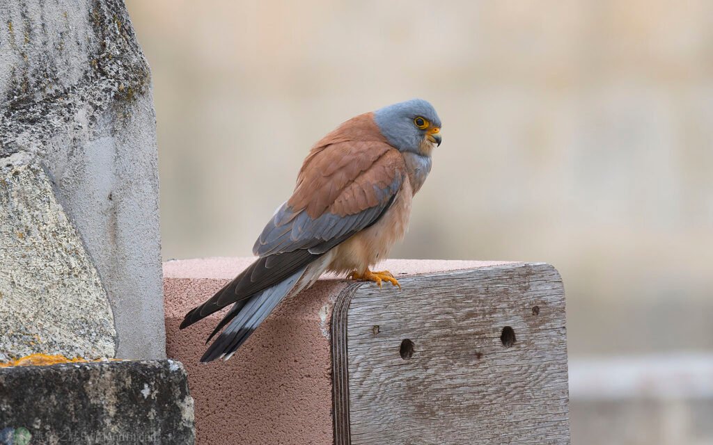 黃爪隼 Lesser Kestrel 雄鳥 Male