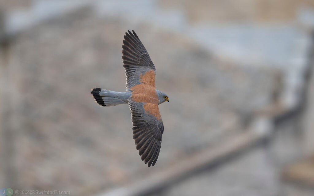 黃爪隼 Lesser Kestrel 雄鳥 Male