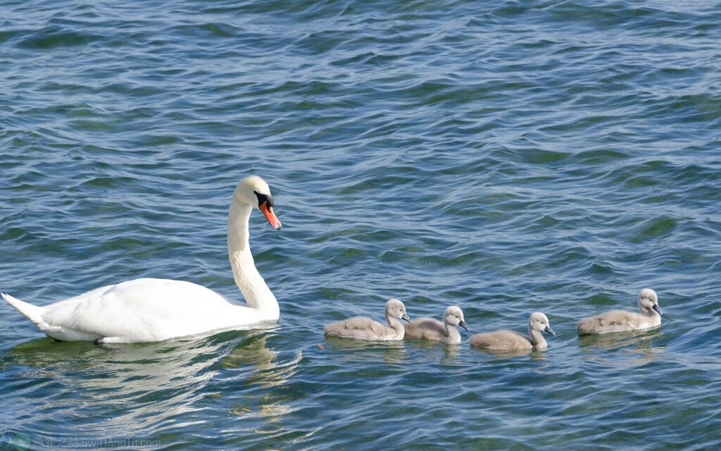疣鼻天鵝 Mute Swan