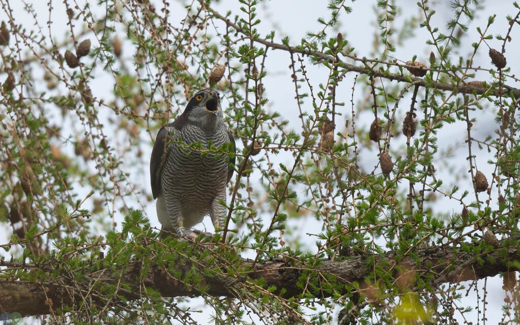蒼鷹 Northern Goshawk 雄鳥 Male
