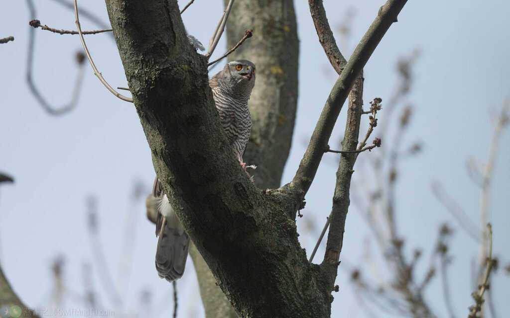 蒼鷹 Northern Goshawk 雌鳥 Female