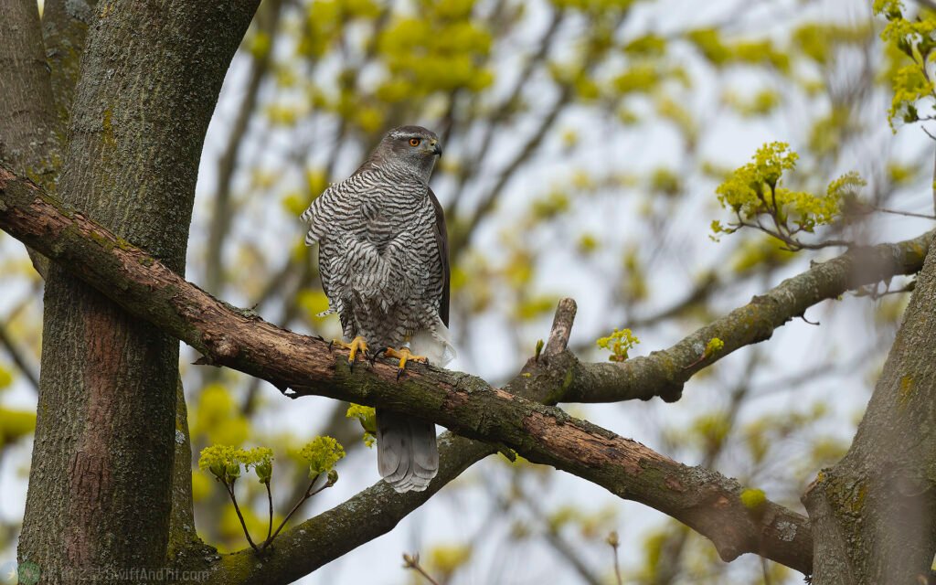 蒼鷹 Northern Goshawk 雌鳥 Female