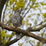 蒼鷹 Northern Goshawk 雌成鳥 Adult Female