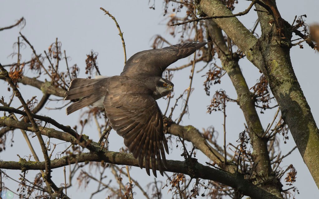 蒼鷹 Northern Goshawk 雄鳥 Male