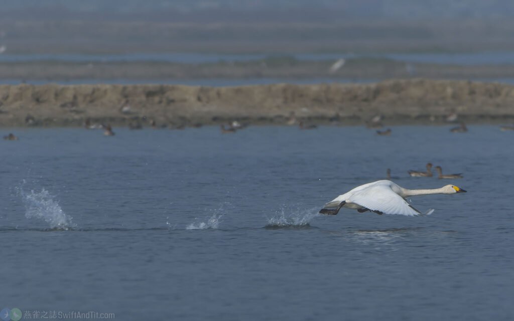 小天鵝 Bewick's Swan