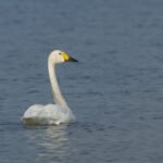 小天鵝 Bewick's Swan
