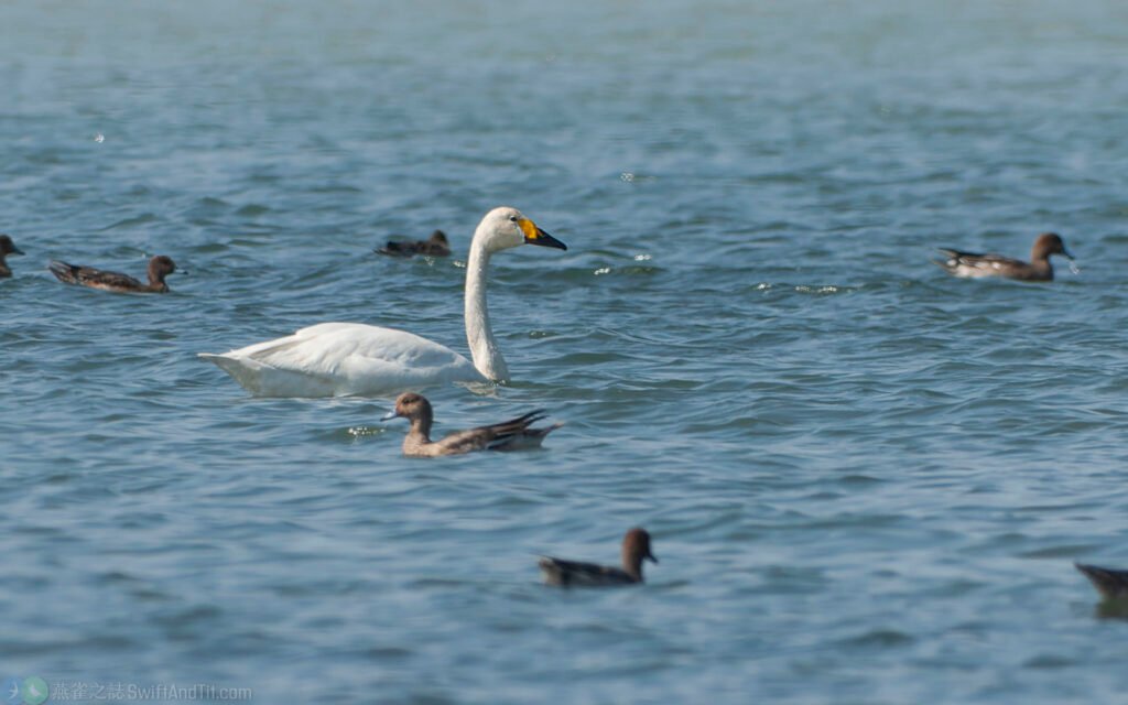小天鵝 Bewick's Swan