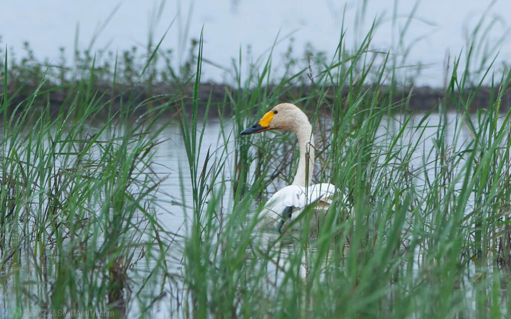 小天鵝 Bewick's Swan