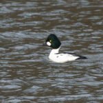鵲鴨 Common Goldeneye