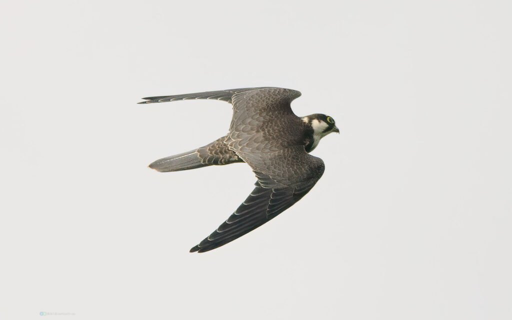 燕隼 Eurasian Hobby