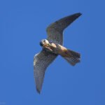 邊飛邊吃的燕隼 Eurasian Hobby
